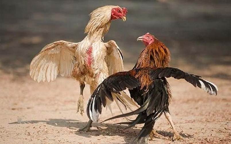 88Xeng gửi 20, nhận 100, rút tiền không giới hạn, giao dịch cuối cùng - 88Xeng